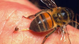 Спасиха живота на 150-килограмов мъж след ухапване от пчела