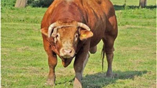 Фермер уби бик, за да спаси живота си