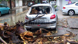 Огромно дърво смаза колата на момиче в Пловдив