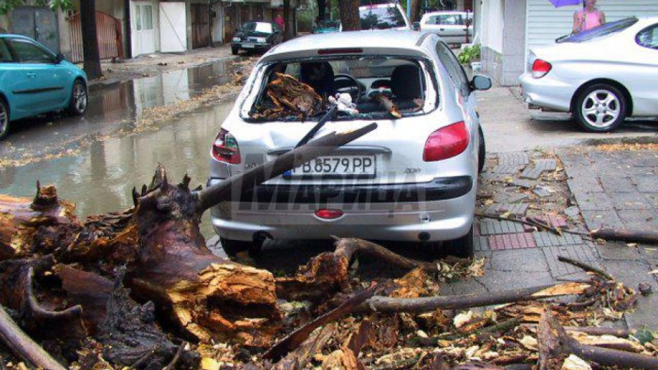Огромно дърво смаза колата на момиче в Пловдив | StandartNews.com