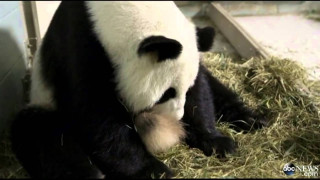 Панди-близнаци се родиха в американски зоопарк (ВИДЕО)