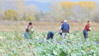 140 еднодневни договора за краткотрайна сезонна работа са сключени в Кърджалийско 