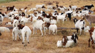 Бруцелозата  не плаши Рила 