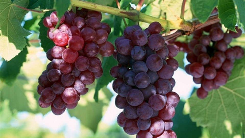 Италианци и румънци купуват наше грозде | StandartNews.com