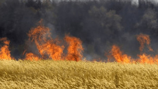 Унгария унищожи 1000 акра ГМО царевица