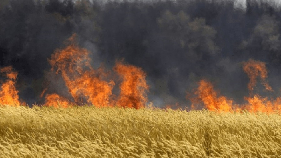 Унгария унищожи 1000 акра ГМО царевица | StandartNews.com