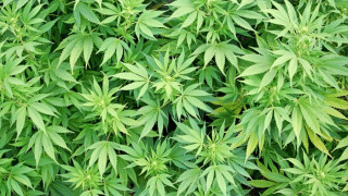 Голяма нива с марихуана открита установено в Ардинското