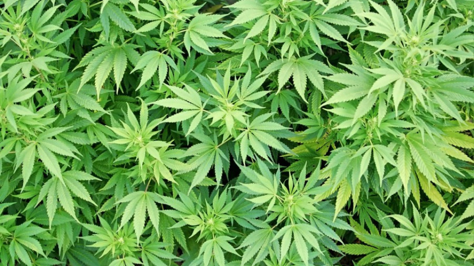 Голяма нива с марихуана открита установено в Ардинското | StandartNews.com