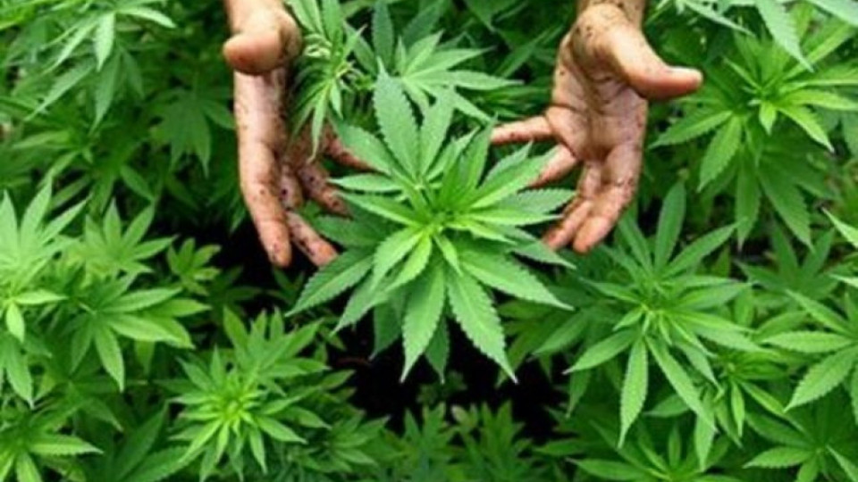 Половин тон марихуана откриха в празна къща | StandartNews.com