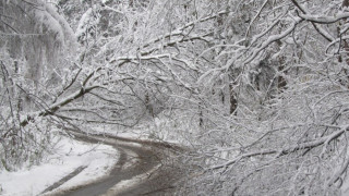 Разчистват горските пътища от дървесна маса, клони и дънери в Кърджалийско 