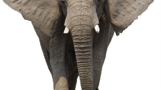 Слон смаза фотограф в Шри Ланка