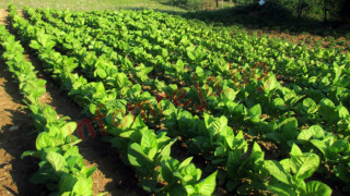 Забраниха паша в тютюневи ниви заради химикали