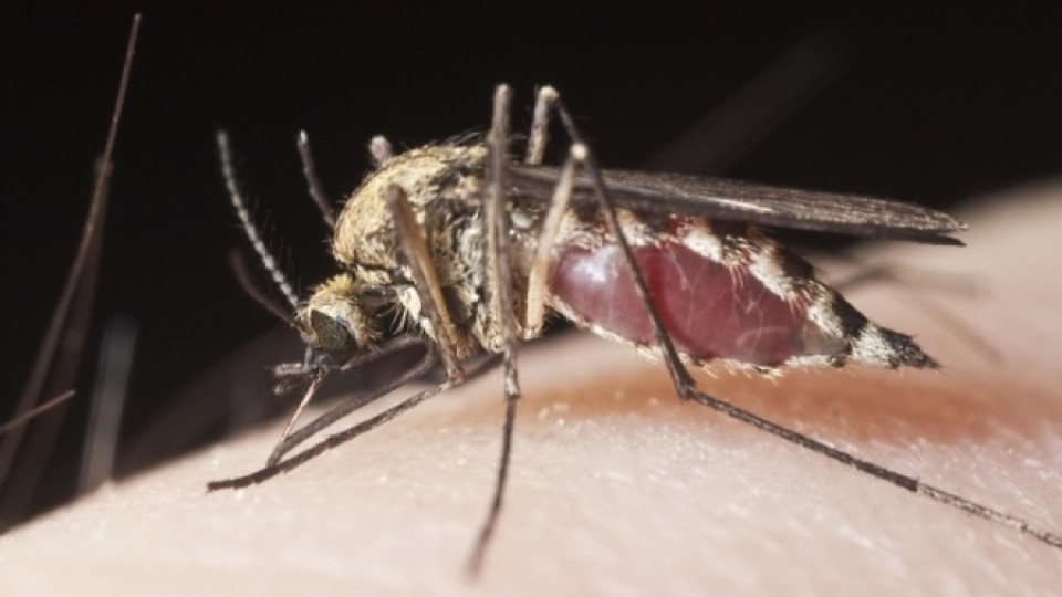 Гурбетчия донесе малария от Гвинея | StandartNews.com
