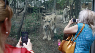 Зоопаркът в Тбилиси отново отвори врати