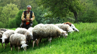 Овчар с присъди преби зверски старица за 200 лева