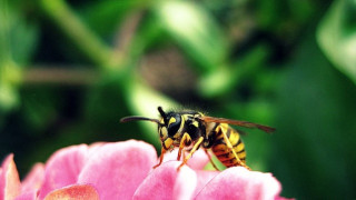 Лекари спасиха ужилена от пчели жена