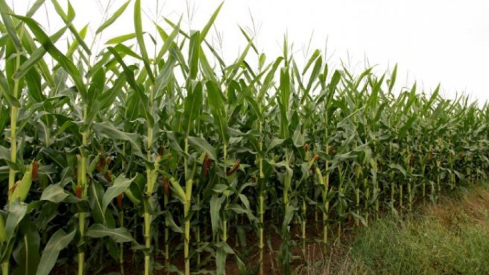 Крият канабис в царевица | StandartNews.com
