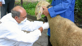 Правят повторни проби за бруцелоза на животните в Рила