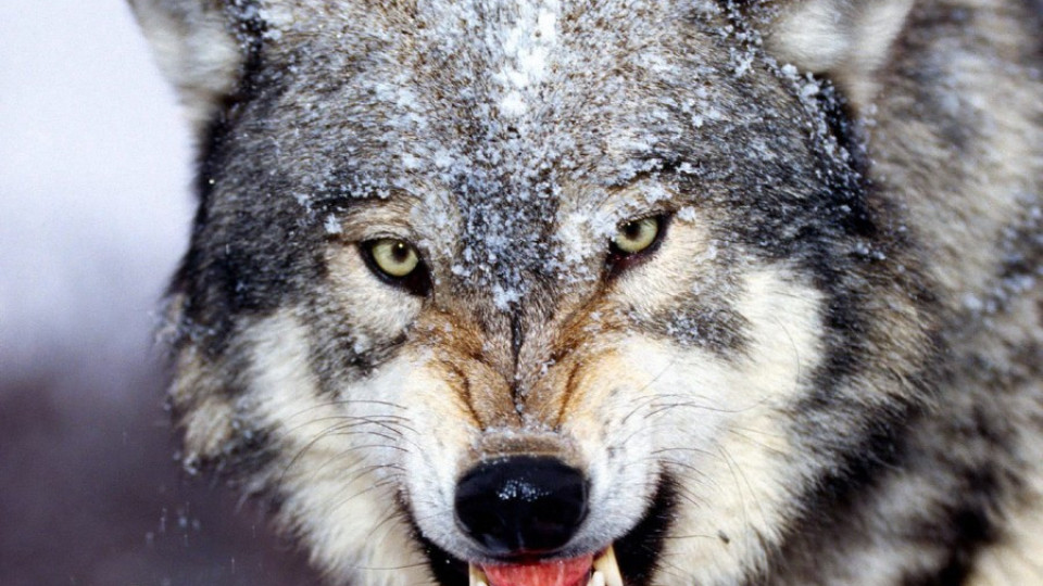 Избягал вълк вилнее в Благоевград | StandartNews.com
