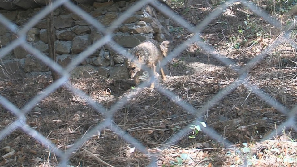 Вълчица избяга от зоопарка (ОБЗОР) | StandartNews.com