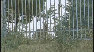 Вълчицата Лупи се появи за кратко пред репортери