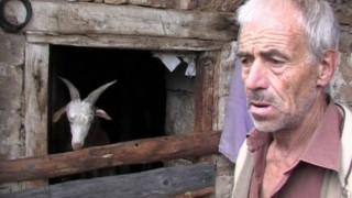 Отстрелват мечката, нападнала човек в Девинско