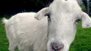 6 кози дали положителен резултат за бруцелоза