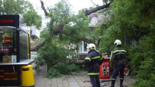 Огромно дърво падна в Добрич, по чудо няма жертви