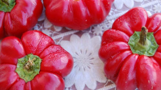 Възраждат шабленската камба