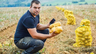  Млад агроном прибира 5 тона картофи от декар   