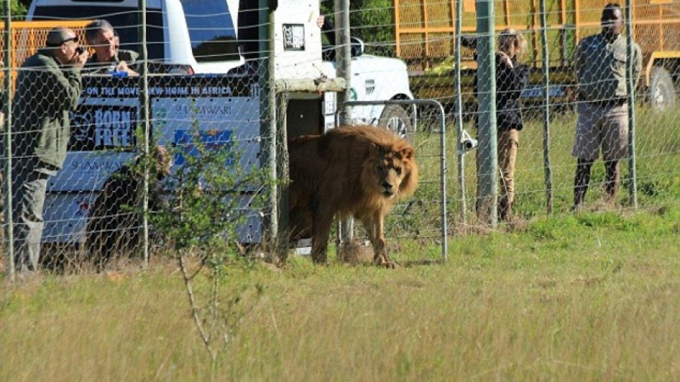 Магия: Двата български лъва на свобода в Африка (ВИДЕО) | StandartNews.com