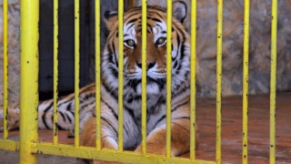 Вход свободен за зоопарка и приютите в столицата