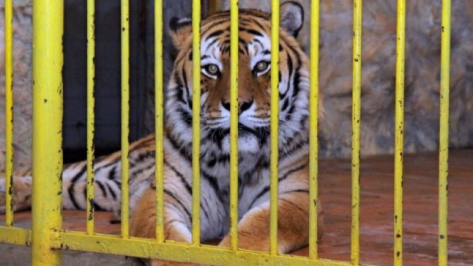 Вход свободен за зоопарка и приютите в столицата | StandartNews.com