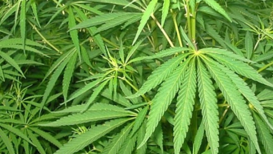 Хванаха 400 килограма марихуана в БГ микробус | StandartNews.com