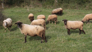 Конфискуват крави и овце без пастир 