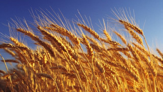 Добивите от пшеница са с 4,9% по-слаби