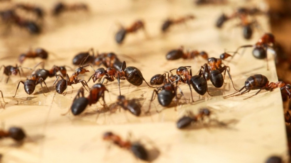 Ловец оцеля седмица в пустиня, ядейки мравки | StandartNews.com