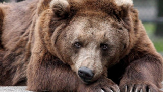 Откриха труп на мечка край село в Смолянско