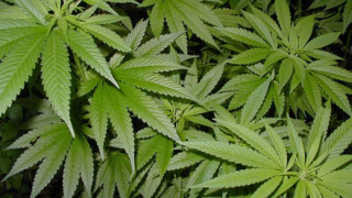 Производство за 1 кг марихуана е започнато  срещу 34-годишен
