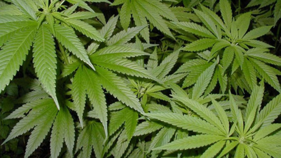 Производство за 1 кг марихуана е започнато  срещу 34-годишен | StandartNews.com