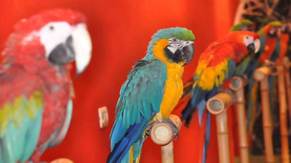 Кресливи и красиви папагали пренасят джунглата във Варна | StandartNews.com