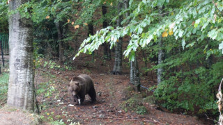"Кемпински" в Банско дари 1 тон храна на мечките в Белица