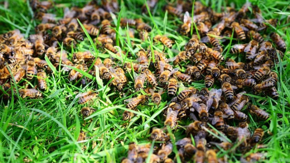 Тръгва първата у нас интернет телевизия за пчелари  | StandartNews.com
