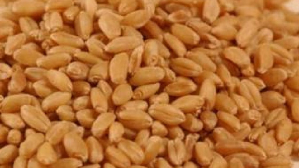 400 кг жито за "Катерина Измайлова" | StandartNews.com