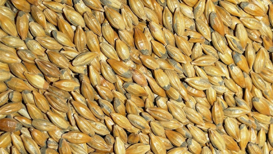 2,1 млн. т зърно изнесохме през порт Варна | StandartNews.com