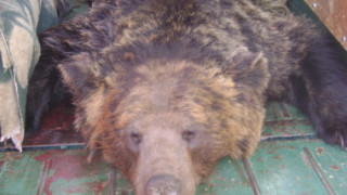 Застреляха мечката, която бродеше из девински села