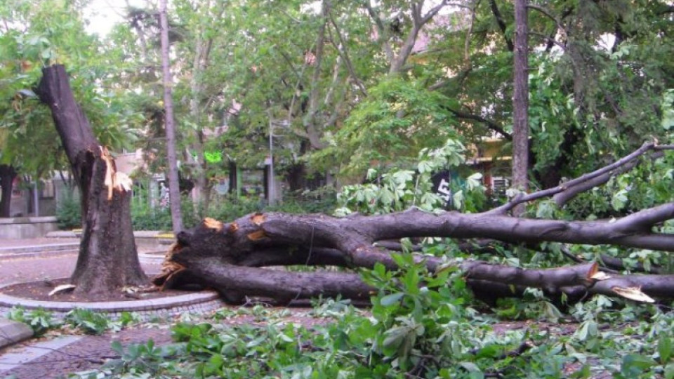 Мъж в кома, дърво падна върху него | StandartNews.com