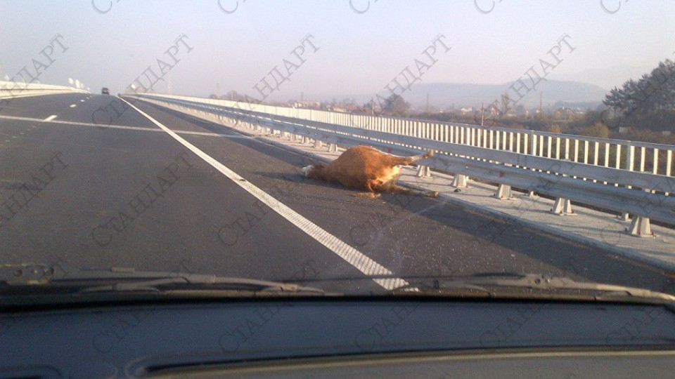 Крава намери смъртта си на автомагистрала „Струма” | StandartNews.com