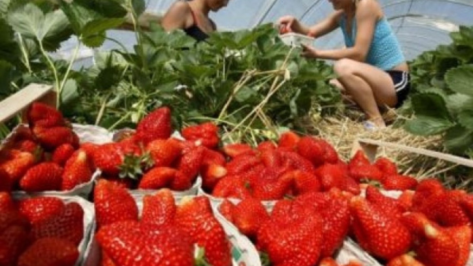 Набират жени за бране на ягоди в Испания | StandartNews.com