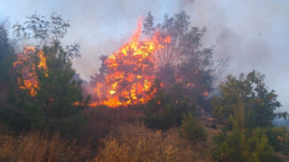 Пожар в района на Габрово